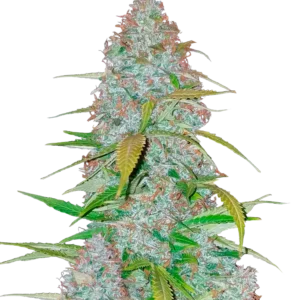 Fast Buds Californian Snow Auto Hanfsamen