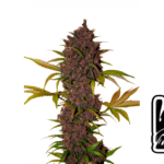 Fast Buds LSD-25 Auto Hanfsamen