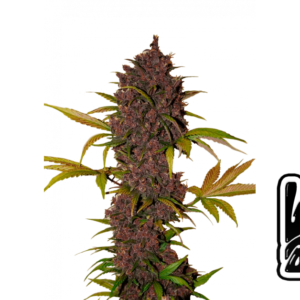 Fast Buds LSD-25 Auto Hanfsamen