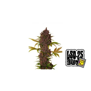 Fast Buds LSD-25 Auto Hanfsamen