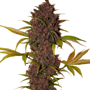 Fast Buds LSD-25 Auto Hanfsamen