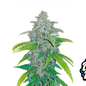 Fast Buds Blue Dream Auto Hanfsamen