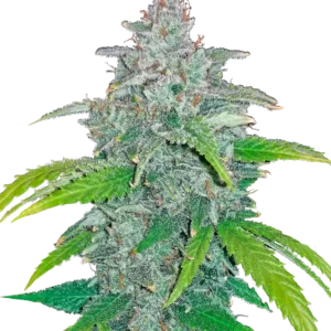 Fast Buds Blue Dream Auto Hanfsamen