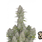 Fast Buds Wedding Cheesecake Auto Hanfsamen