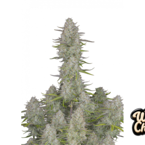 Fast Buds Wedding Cheesecake Auto Hanfsamen