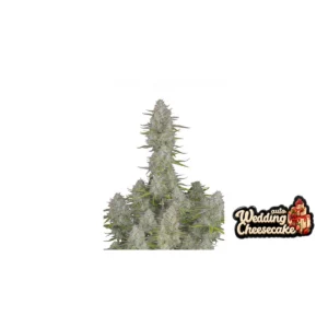 Fast Buds Wedding Cheesecake Auto Hanfsamen