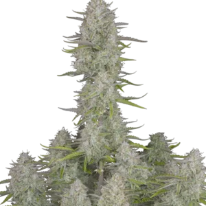 Fast Buds Wedding Cheesecake Auto Hanfsamen