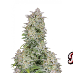 Fast Buds Forbidden Runtz Auto Hanfsamen