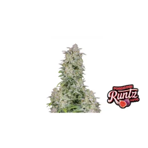 Fast Buds Forbidden Runtz Auto Hanfsamen