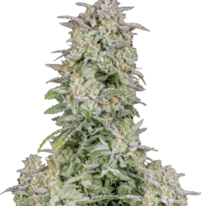 Fast Buds Forbidden Runtz Auto Hanfsamen