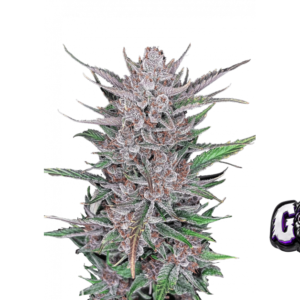 Fast Buds Gorilla Punch Auto Hanfsamen