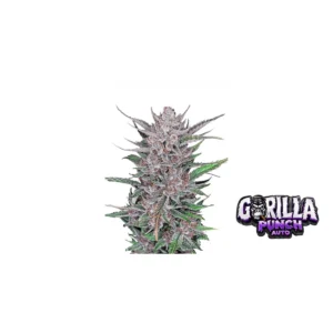 Fast Buds Gorilla Punch Auto Hanfsamen