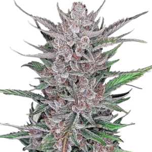 Fast Buds Gorilla Punch Auto Hanfsamen