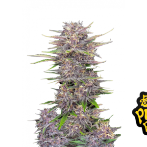 Fast Buds Banana Purple Punch Auto Hanfsamen