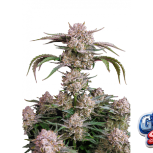 Fast Buds Strawberry Gorilla Auto Hanfsamen