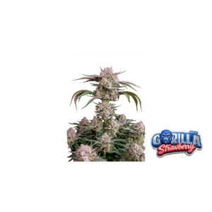 Fast Buds Strawberry Gorilla Auto Hanfsamen