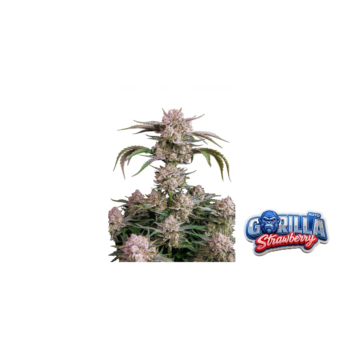 Fast Buds Strawberry Gorilla Auto Hanfsamen