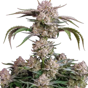 Fast Buds Strawberry Gorilla Auto Hanfsamen