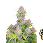 Fast Buds Cherry Cola Auto Hanfsamen