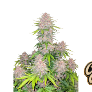 Fast Buds Cherry Cola Auto Hanfsamen