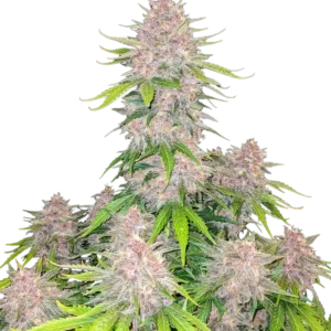 Fast Buds Cherry Cola Auto Hanfsamen