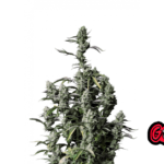 Fast Buds Gorilla Z Auto Hanfsamen