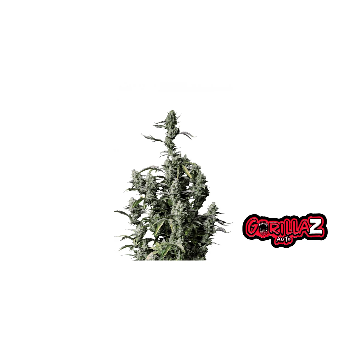 Fast Buds Gorilla Z Auto Hanfsamen
