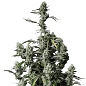 Fast Buds Gorilla Z Auto Hanfsamen