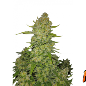 Fast Buds Papaya Cookies Auto Hanfsamen