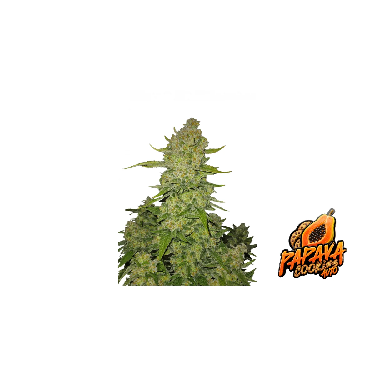 Fast Buds Papaya Cookies Auto Hanfsamen