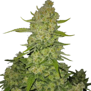 Fast Buds Papaya Cookies Auto Hanfsamen