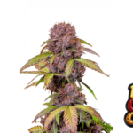 Fast Buds Lemon Cherry Cookies Auto Hanfsamen