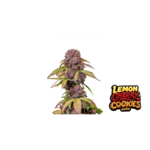 Fast Buds Lemon Cherry Cookies Auto Hanfsamen
