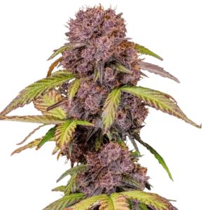 Fast Buds Lemon Cherry Cookies Auto Hanfsamen