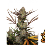 Fast Buds Apple Strudel Auto Hanfsamen