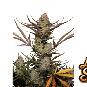 Fast Buds Apple Strudel Auto Hanfsamen