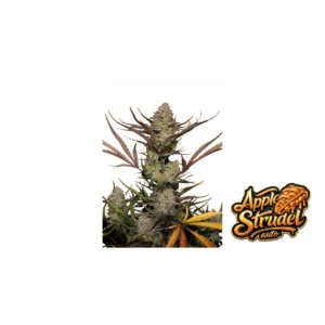 Fast Buds Apple Strudel Auto Hanfsamen