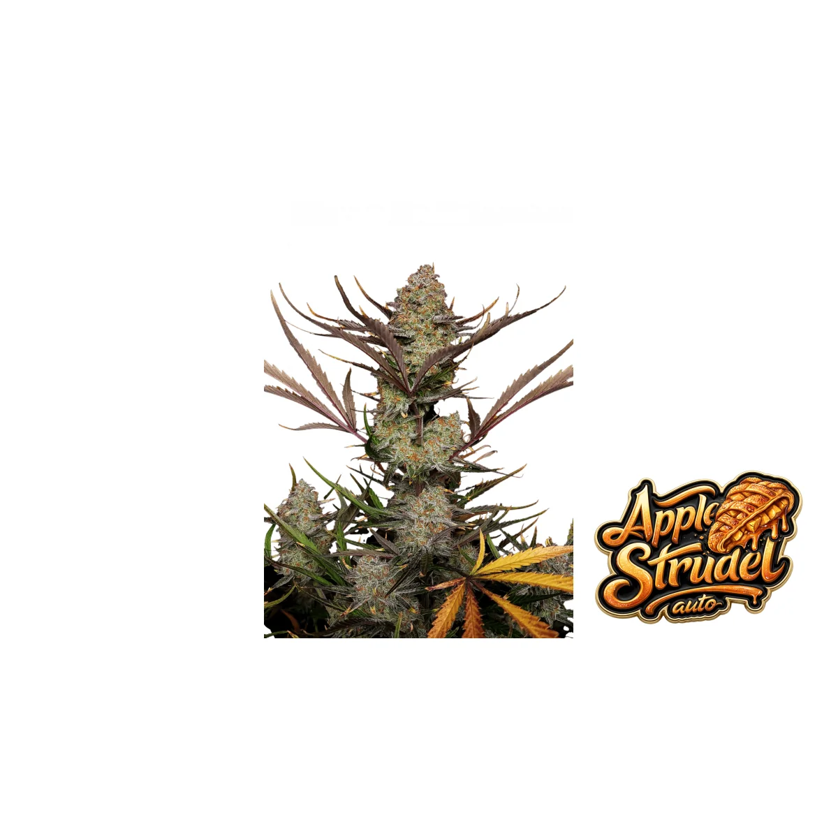 Fast Buds Apple Strudel Auto Hanfsamen