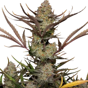 Fast Buds Apple Strudel Auto Hanfsamen