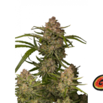 Fast Buds Guava Auto Hanfsamen