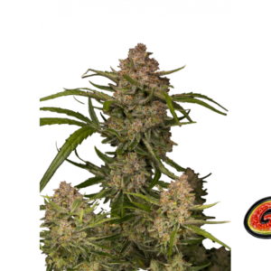 Fast Buds Guava Auto Hanfsamen