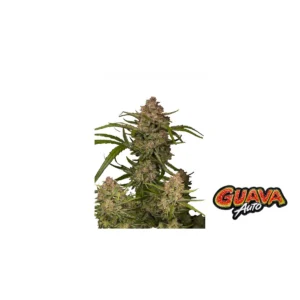 Fast Buds Guava Auto Hanfsamen