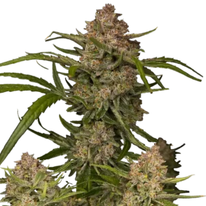 Fast Buds Guava Auto Hanfsamen