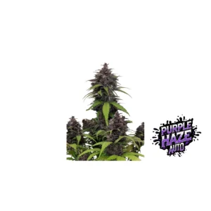 Fast Buds Purple Haze Auto Hanfsamen
