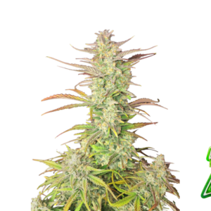 Fast Buds Z-Up Auto Hanfsamen