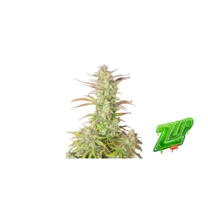 Fast Buds Z-Up Auto Hanfsamen