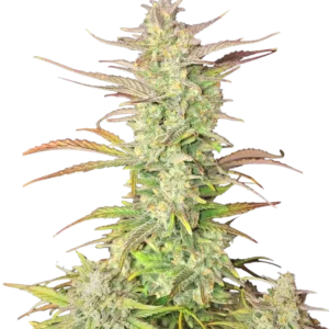 Fast Buds Z-Up Auto Hanfsamen