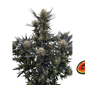 Fast Buds Guava Auto RF3 Hanfsamen