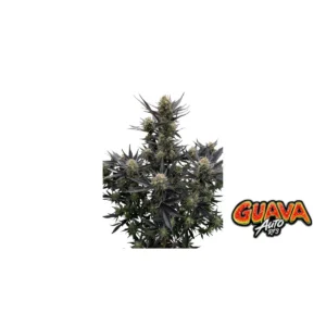 Fast Buds Guava Auto RF3 Hanfsamen