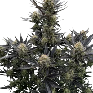 Fast Buds Guava Auto RF3 Hanfsamen
